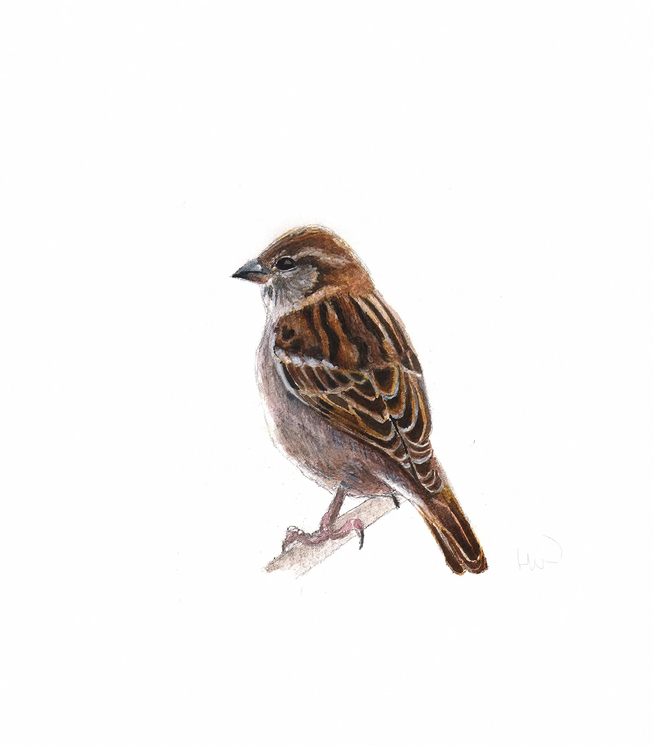 Drawing of female sparrow