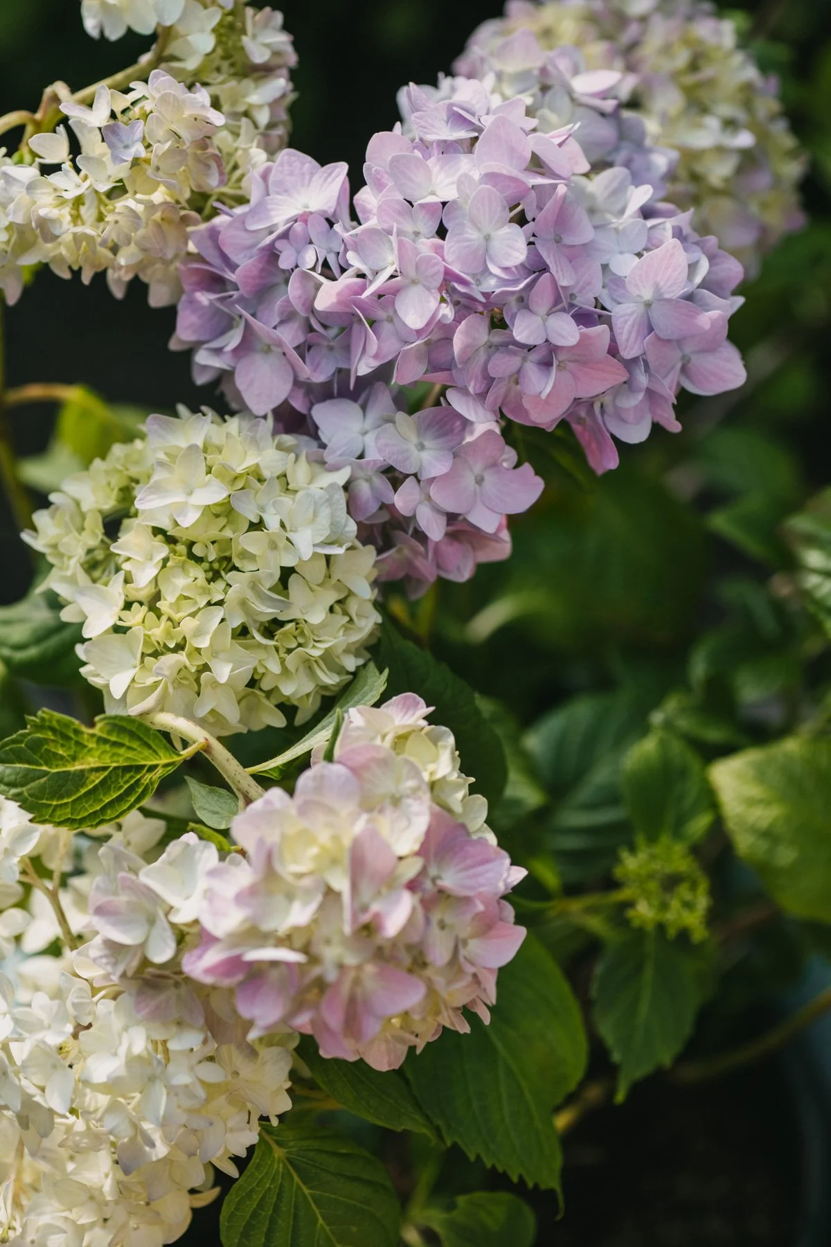 Libelle_FlowerPower_flowers-9.jpg