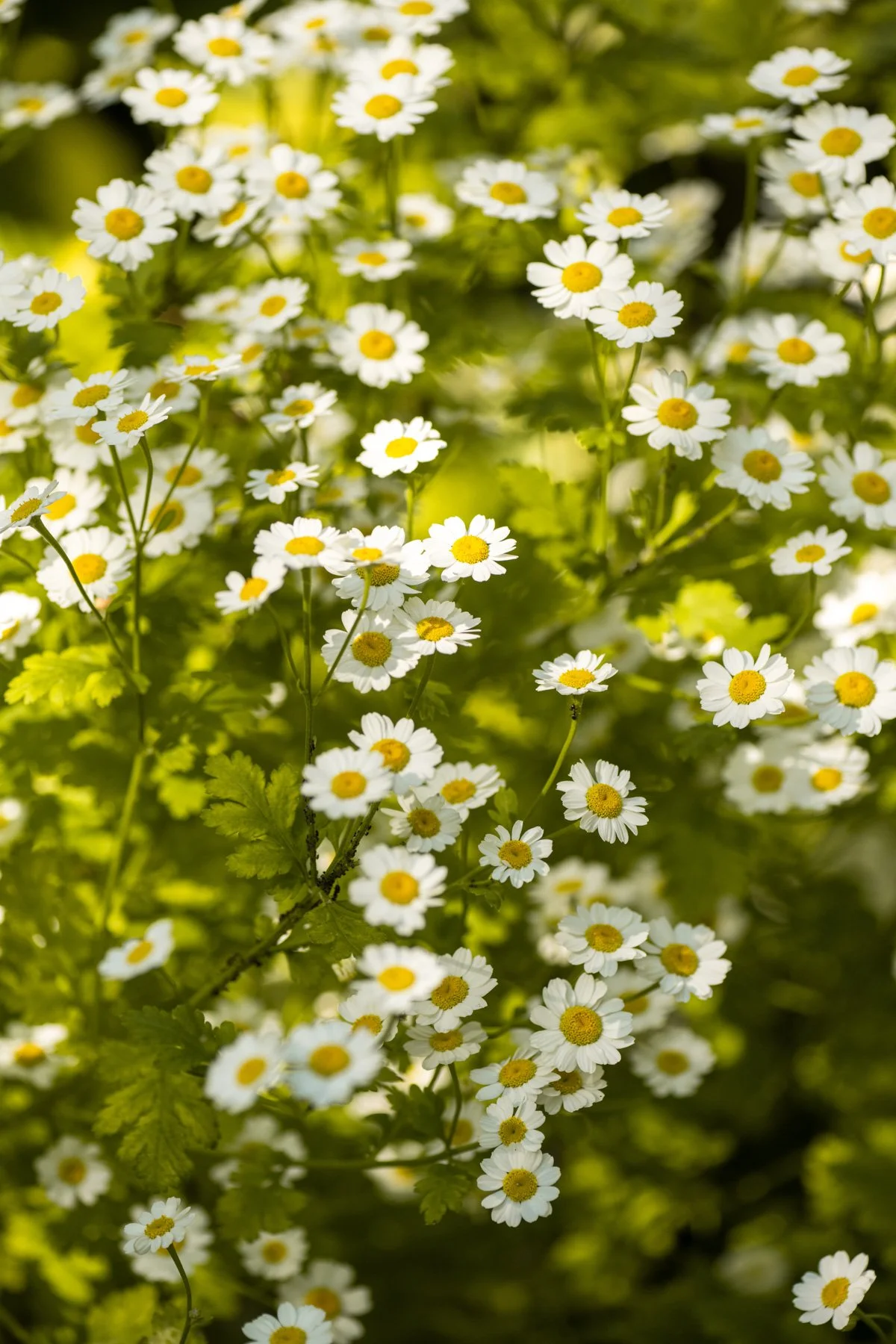 Libelle_tuin3_2024_flowers-1.jpg