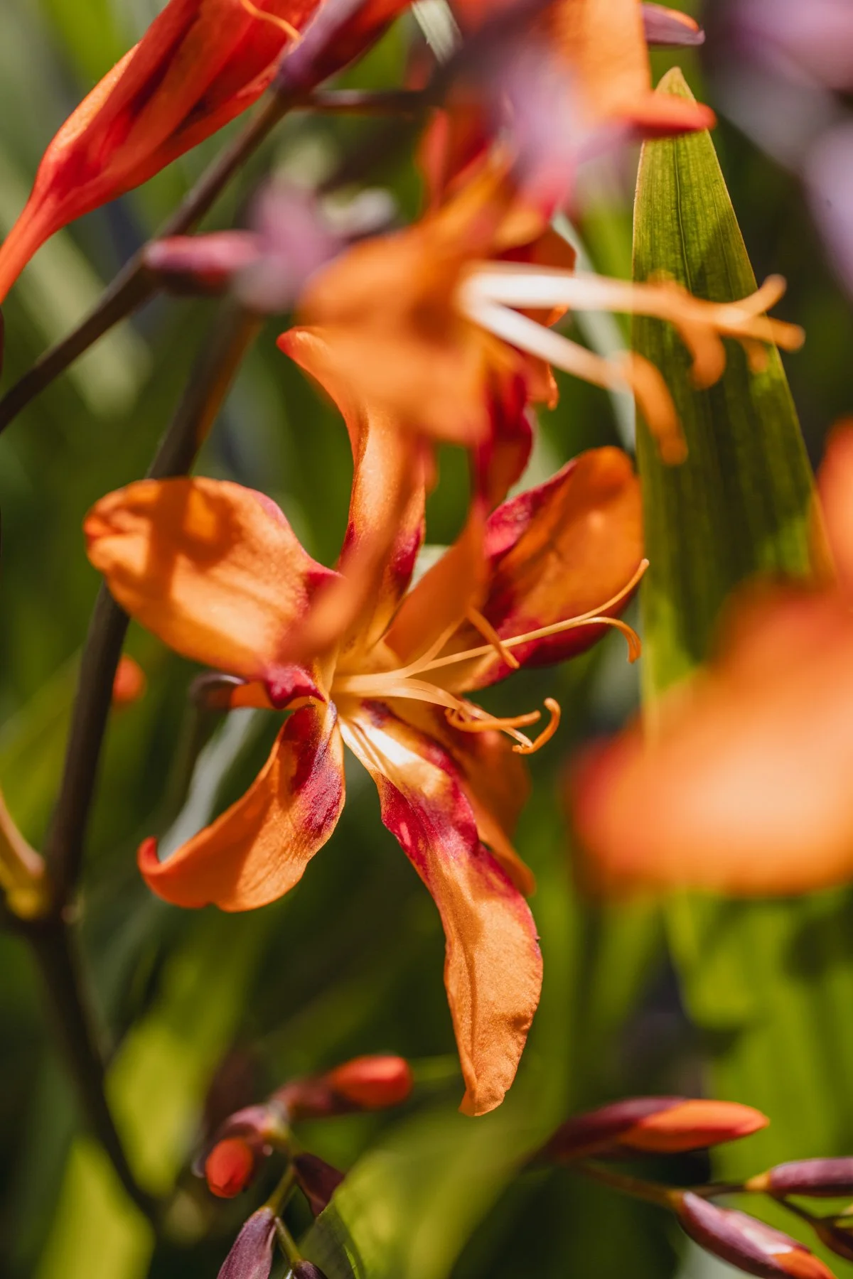 Libelle_ZwoeleZomer_2025-8.jpg
