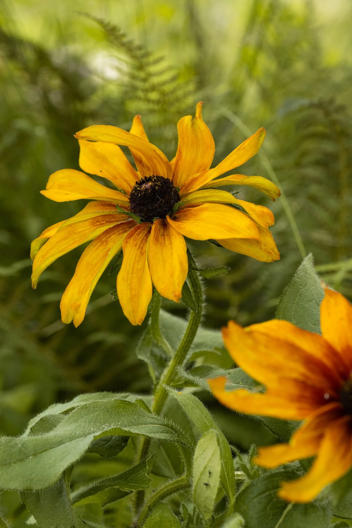 Libelle_tuin3_2024_flowers-7.jpg