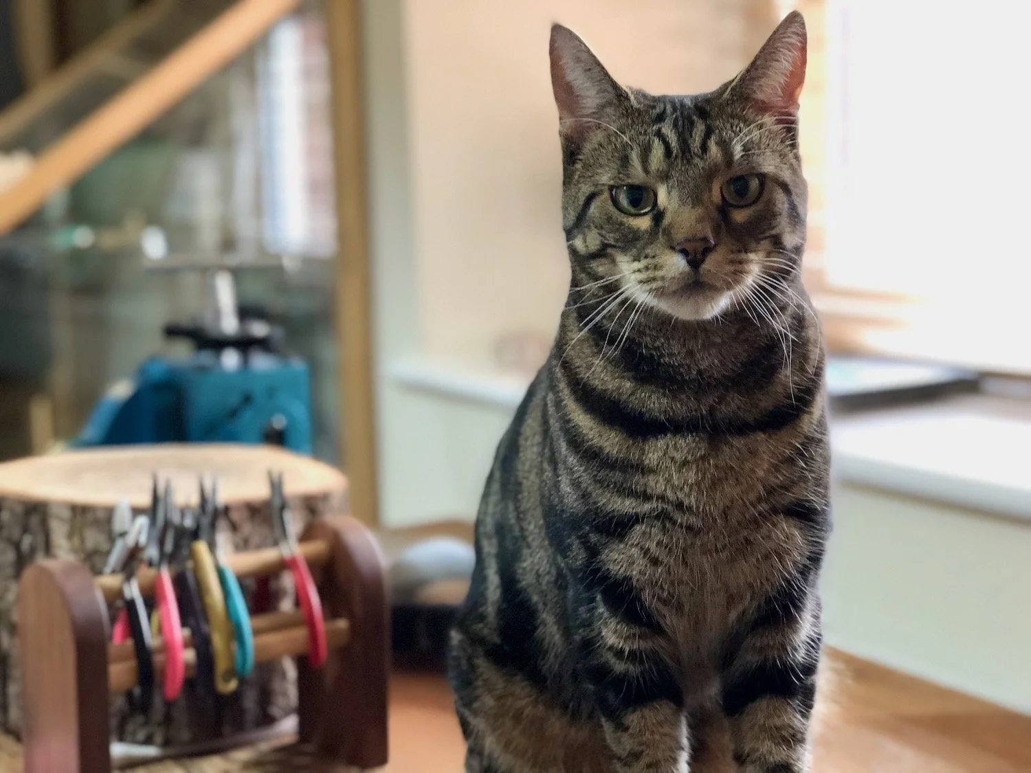 Image shows a grumpy looking tabby cat sitting on a wooden workbench in a jewellery studio with pink handled pliers in the background