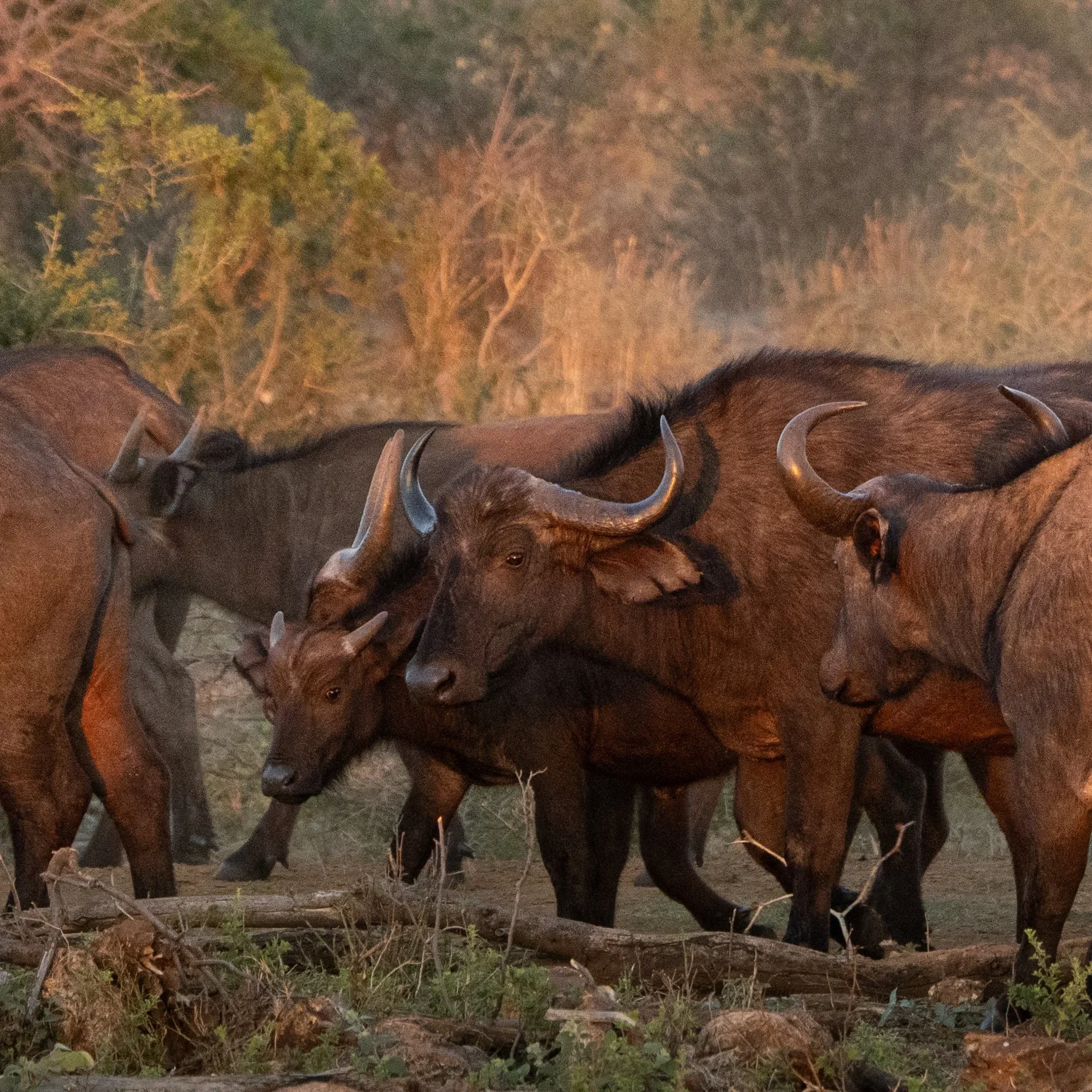 A short photo safari in South Africa