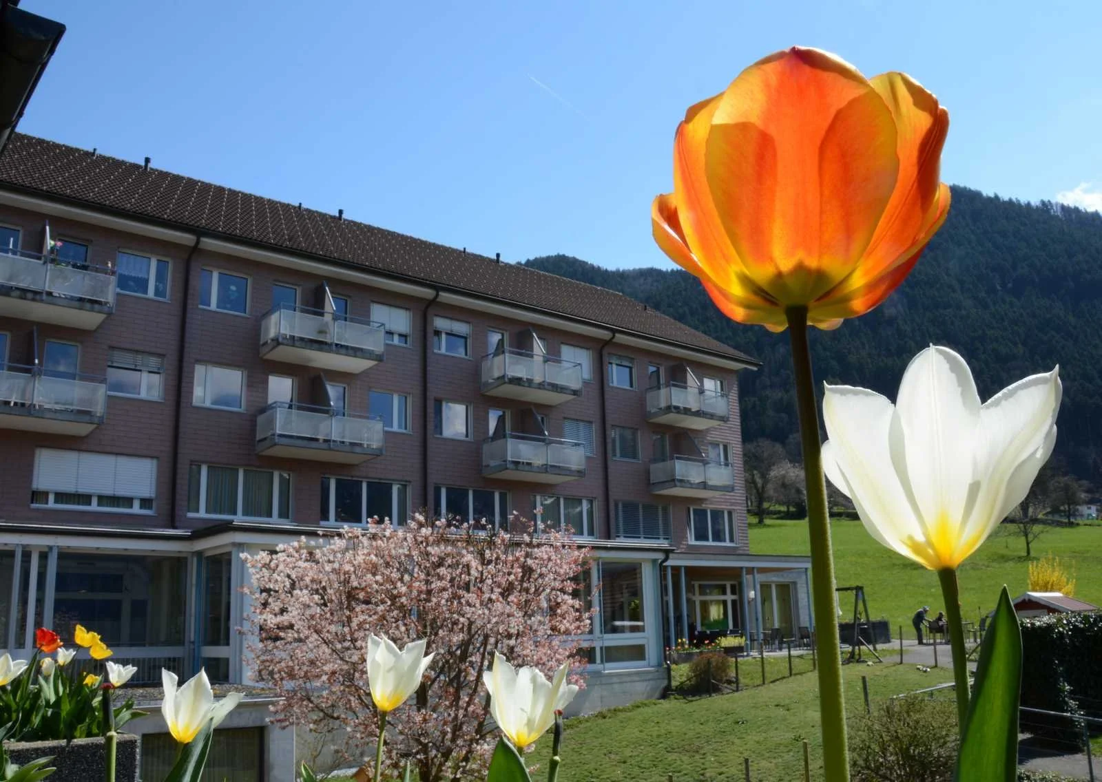 Frühlingsblumen mit APH.klein.jpg
