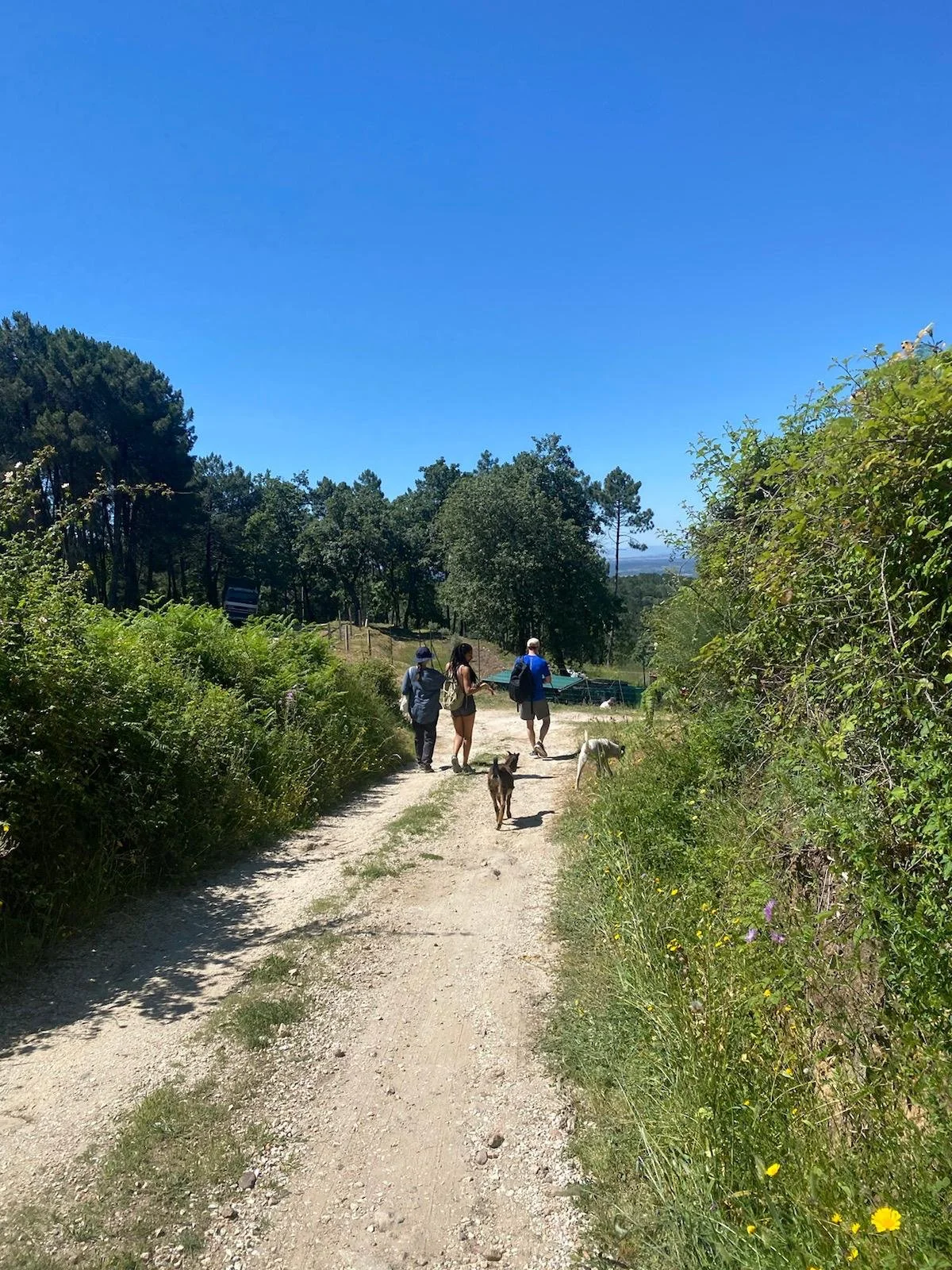 three people walking in nature along a path