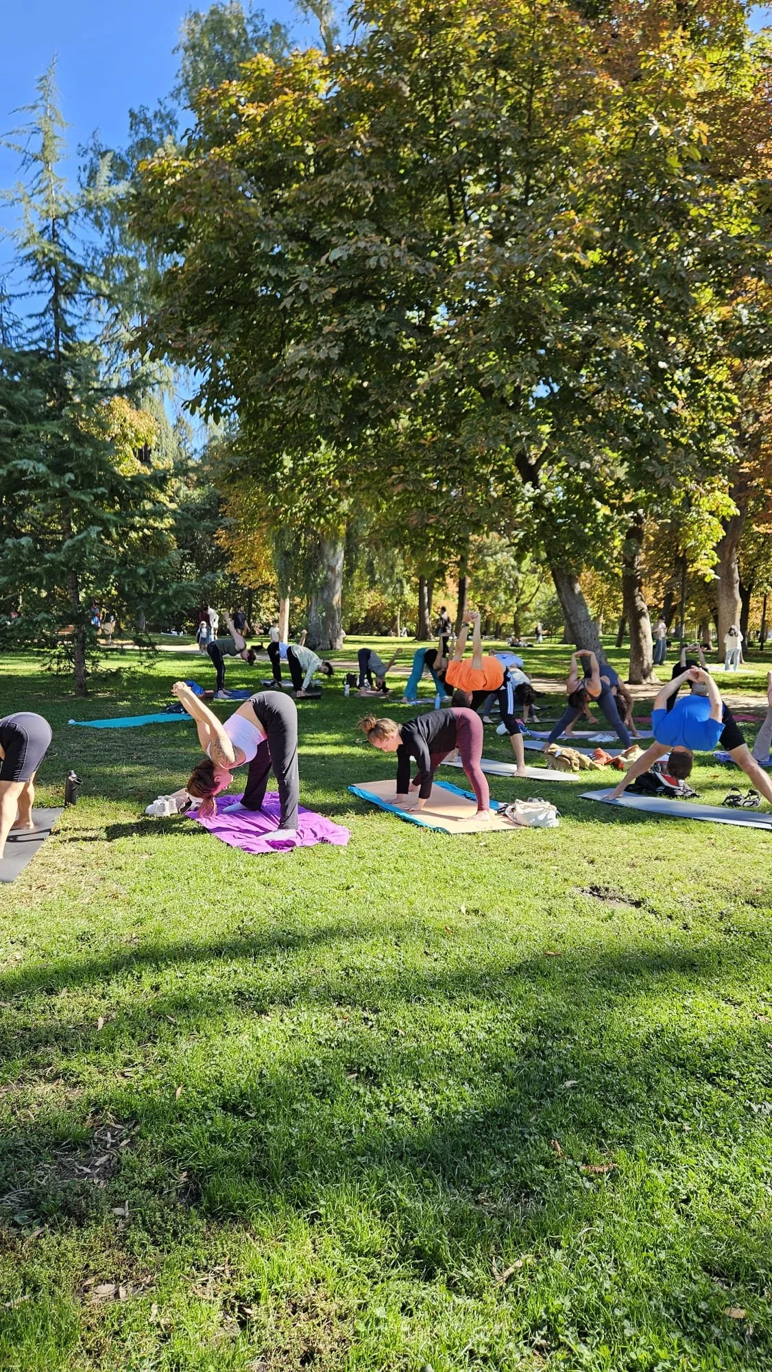Group of people in a park doing a yoga pose
