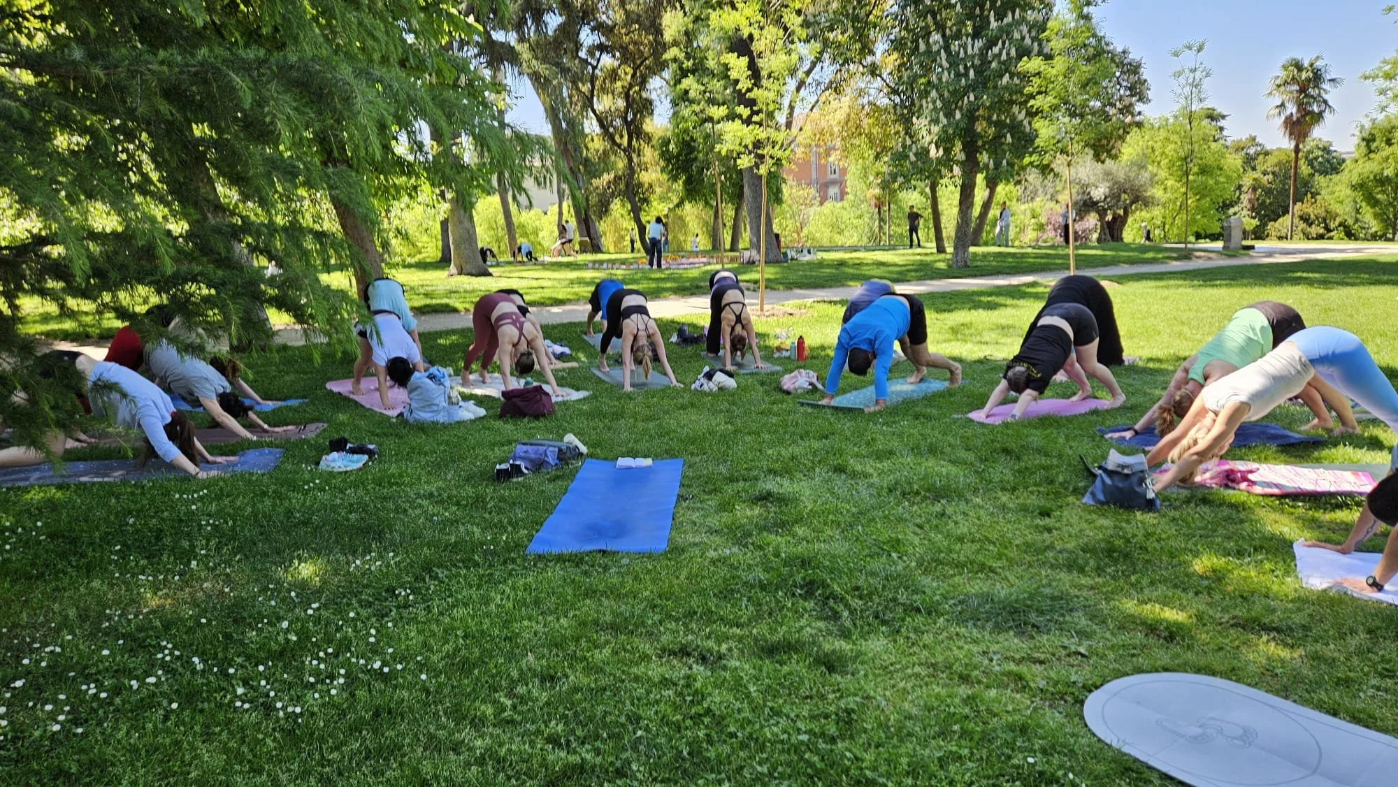 Group of people in a park doing a downward dog yoga