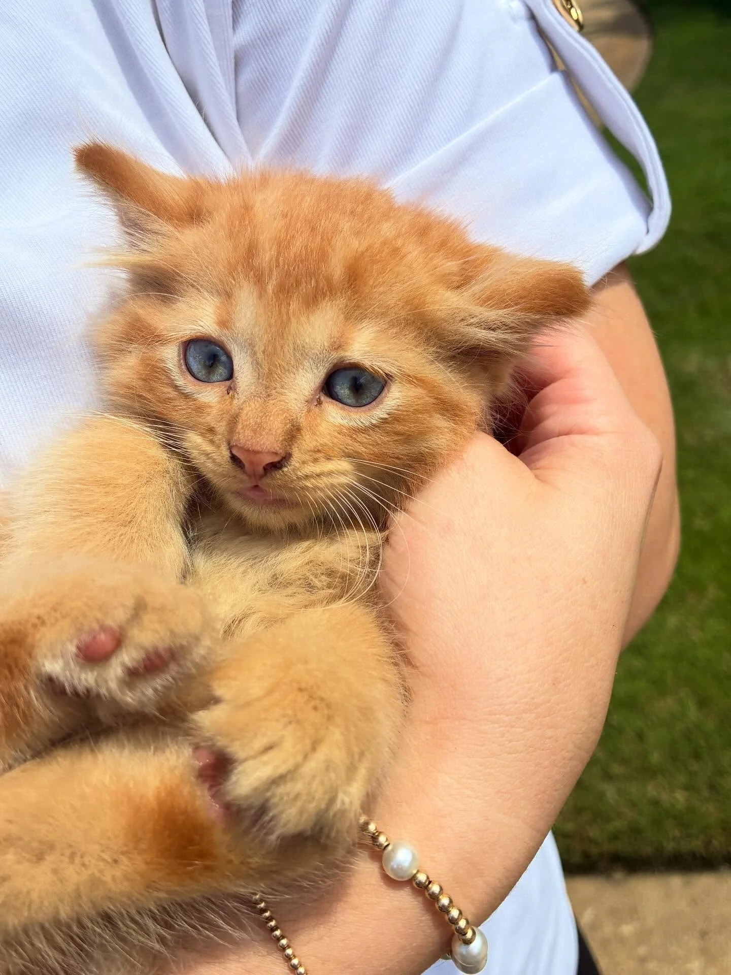 Kitten rescue day 🐾
Our team had the opportunity to assist in safely rescuing four kittens found on-site today. Two have already been rehomed, and the remaining kittens are safe, healthy, and receiving care. ❤️

Grateful for a community where compas