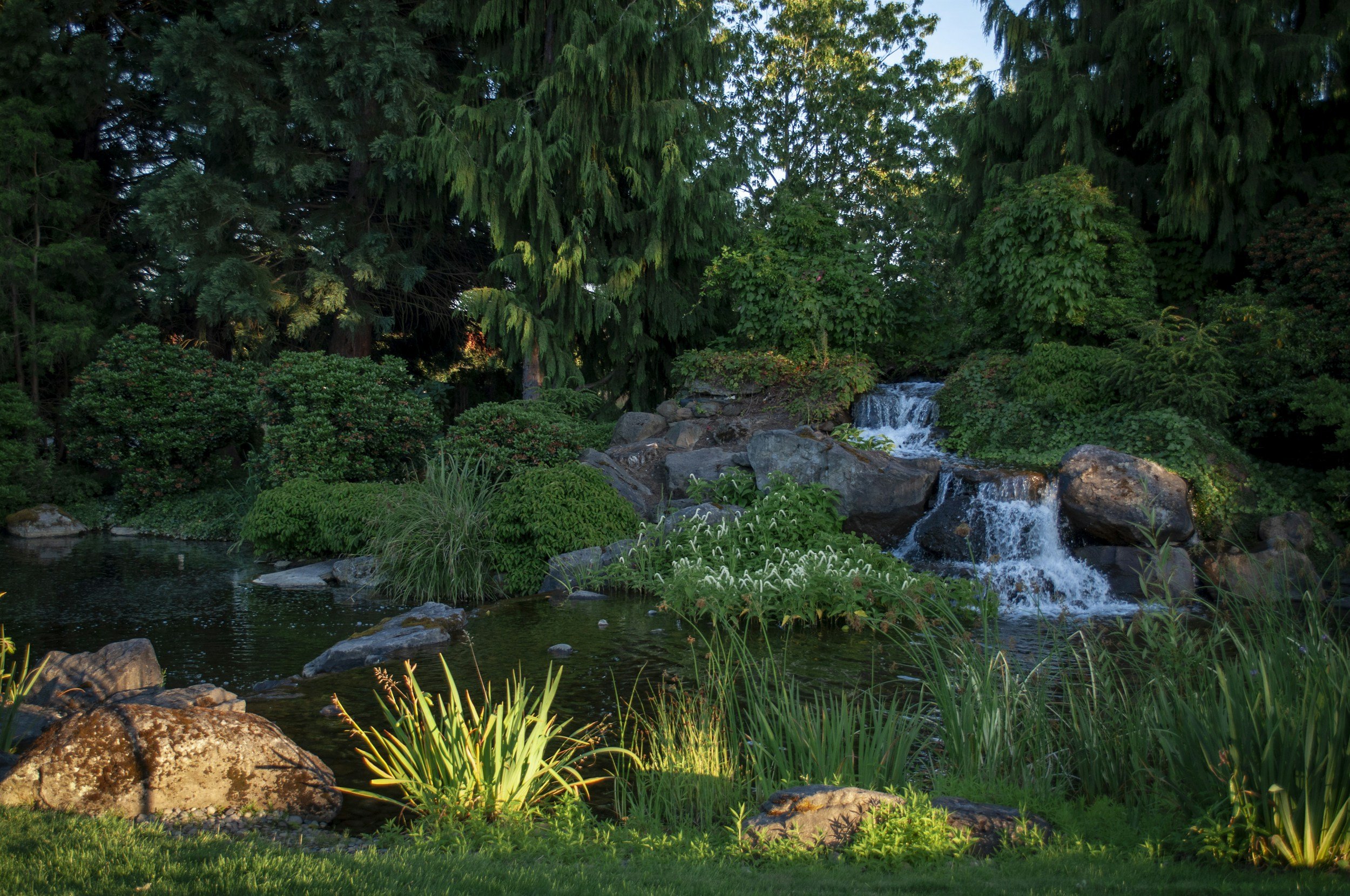 A green and lush ecosystem with a pond, small waterfall, rocks in the foreground, and trees in the background.