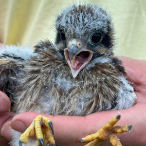 Morning Glory & Bumble Bee (10).png