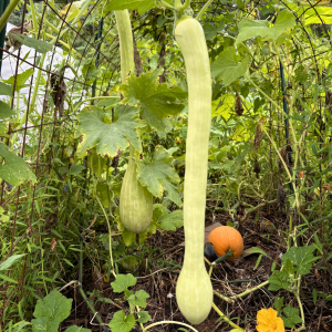 Morning Glory & Bumble Bee (24).png