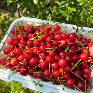 Morning Glory & Bumble Bee (11).png