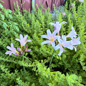 Morning Glory & Bumble Bee (23).png