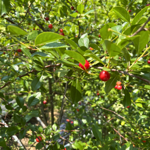 Morning Glory & Bumble Bee (5).png