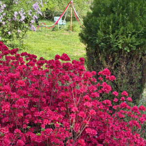 Morning Glory & Bumble Bee (27).png