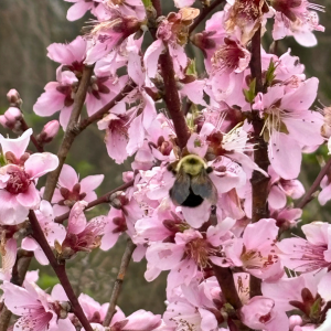 Morning Glory & Bumble Bee.png