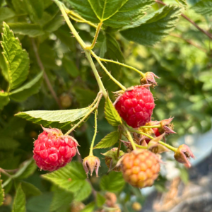 Morning Glory & Bumble Bee (18).png