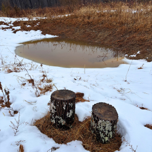 Morning Glory & Bumble Bee (19).png