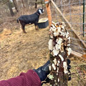 Morning Glory & Bumble Bee (33).png
