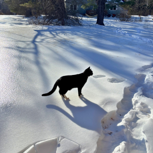 Morning Glory & Bumble Bee (34).png