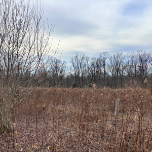 Morning Glory & Bumble Bee (29).png