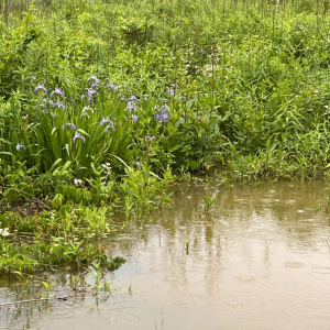 Morning Glory & Bumble Bee (28).png