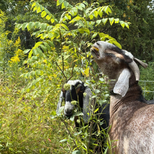 Morning Glory & Bumble Bee (9).png