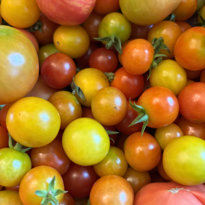 Morning Glory & Bumble Bee (3).png