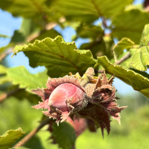 Morning Glory & Bumble Bee (6).png