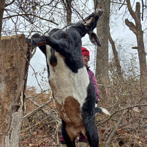 Morning Glory & Bumble Bee (22).png