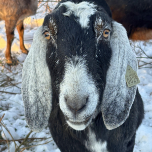 Morning Glory & Bumble Bee (8).png