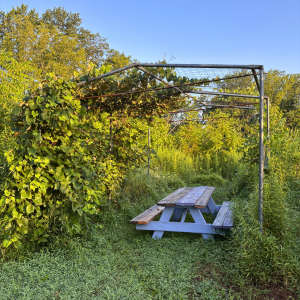 Morning Glory & Bumble Bee (1).png