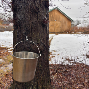Morning Glory & Bumble Bee (7).png