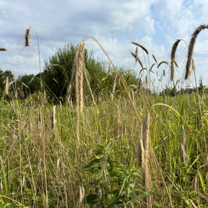 Morning Glory & Bumble Bee (25).png