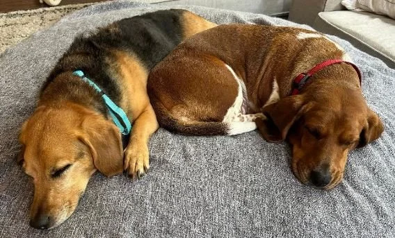 RUBY-Lily(Left) & Ruby (right)