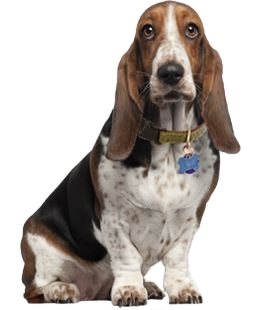 Hound Rescue Bassets To Be Rehomed Basset Mix Rescue Deals