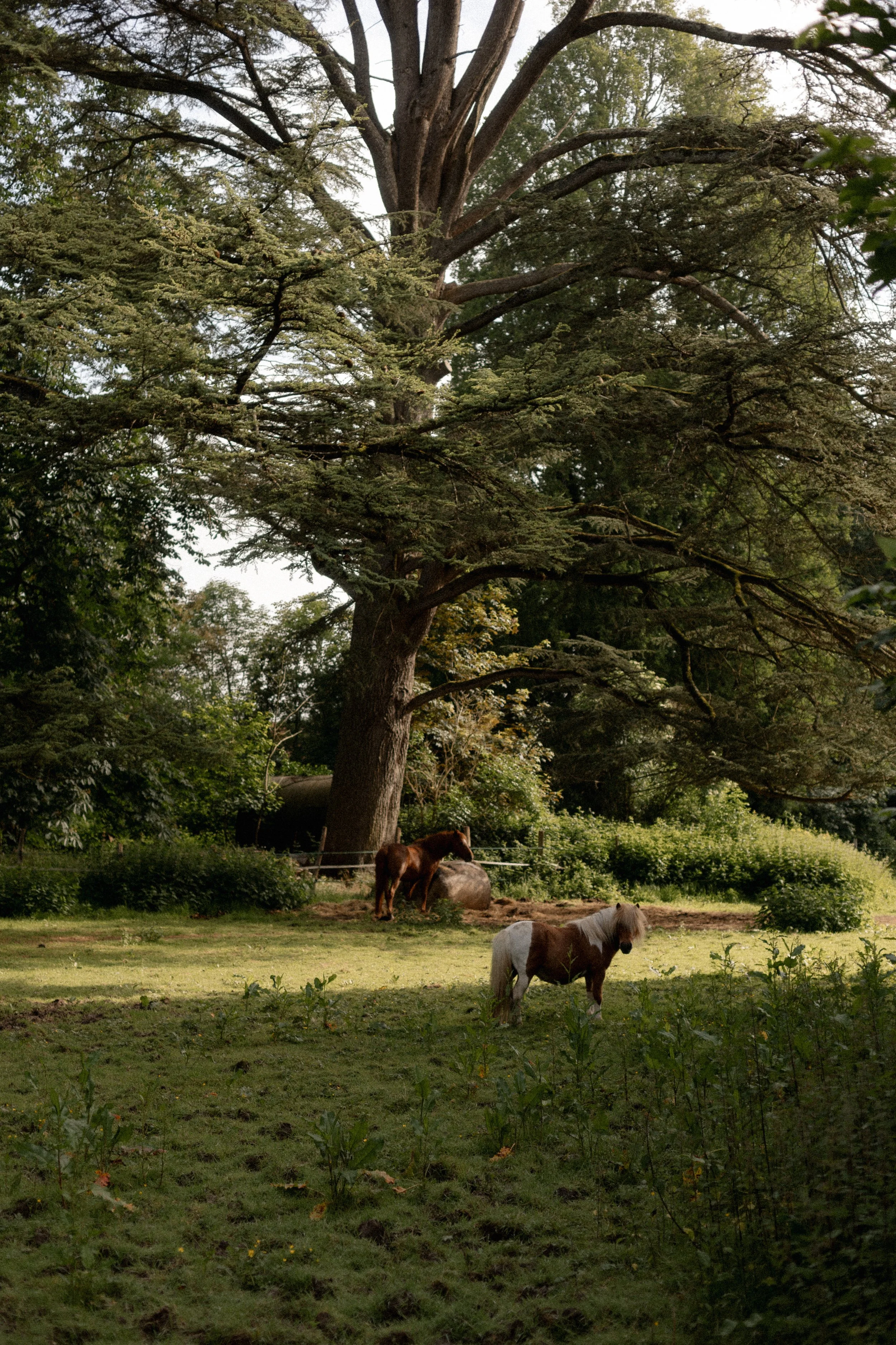 Shetland pony standing in a peaceful grassy field beneath a large tree, creating a charming and pastoral countryside scene