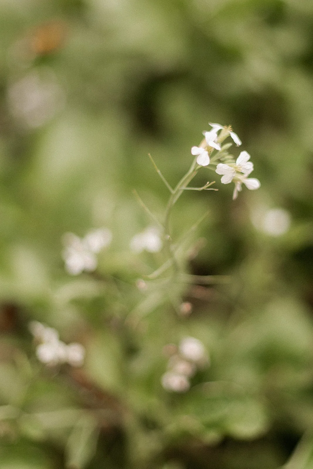 calming wildflower nature scene