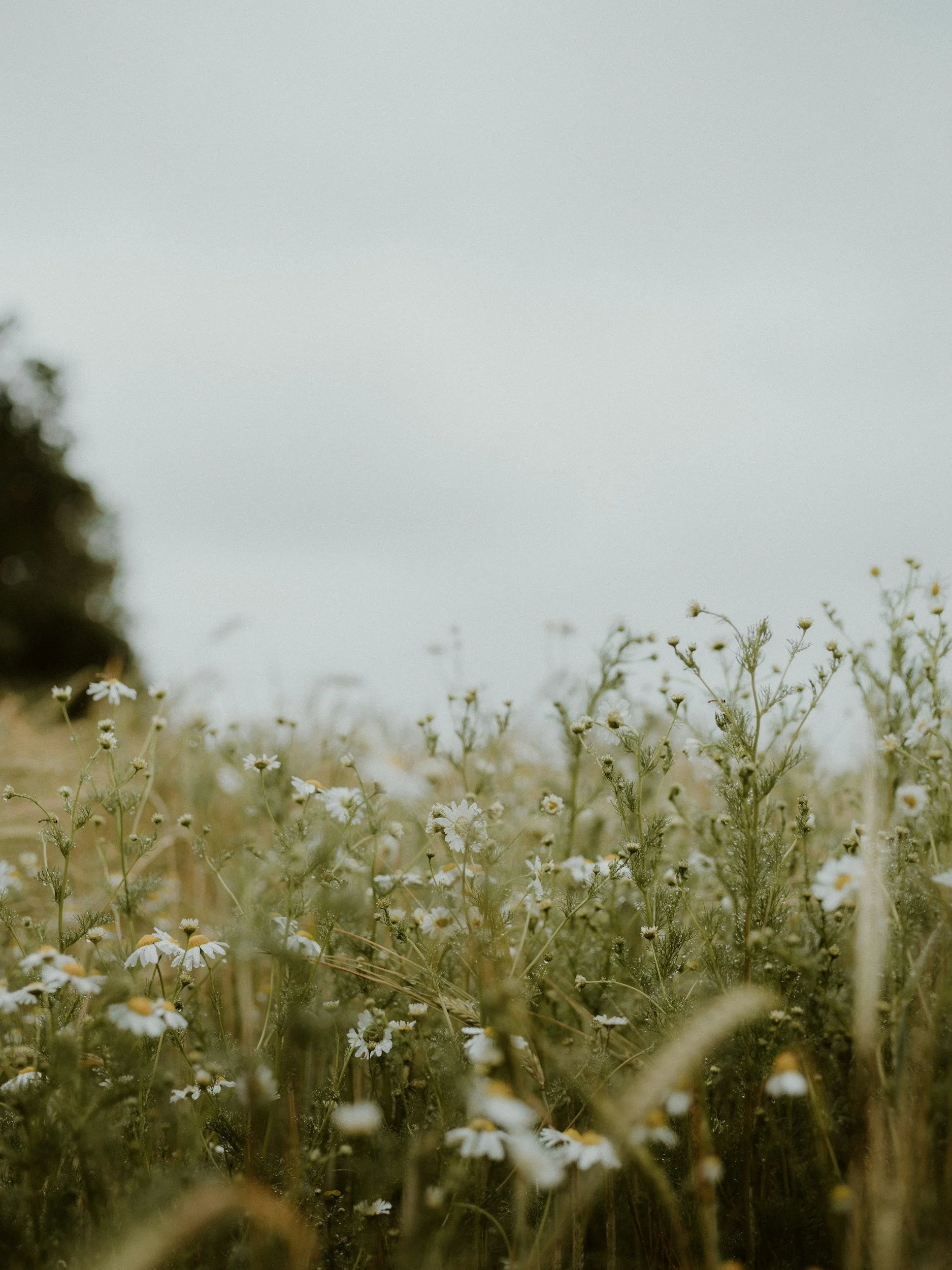 A field of small, white daisies with yellow centers, growing among tall grass and plants, under an overcast sky.