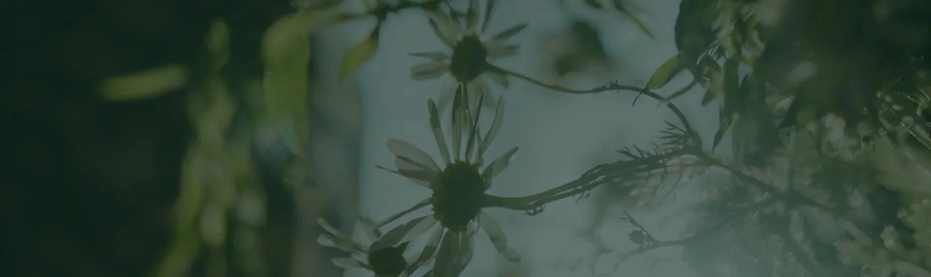Close-up of dandelions with green leaves reflected in water.