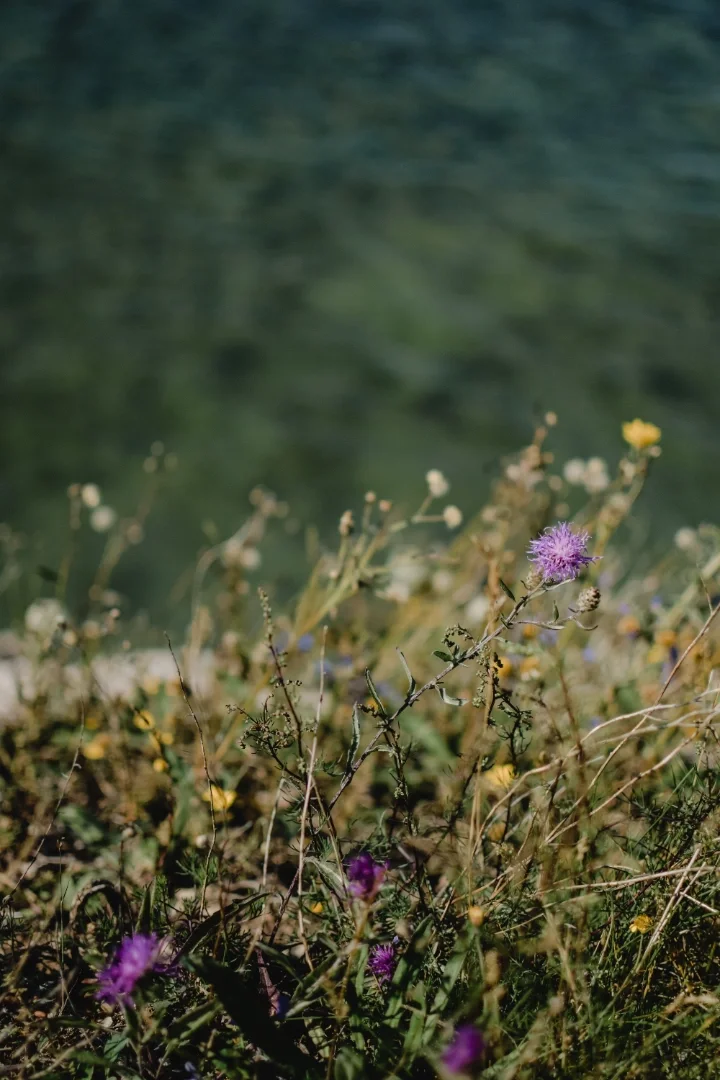 Wildflowers and grasses growing near a body of water with a blurry background.