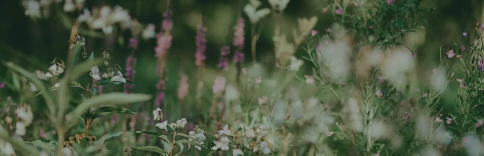 Blurred image of a garden with pink and white flowers and green foliage.