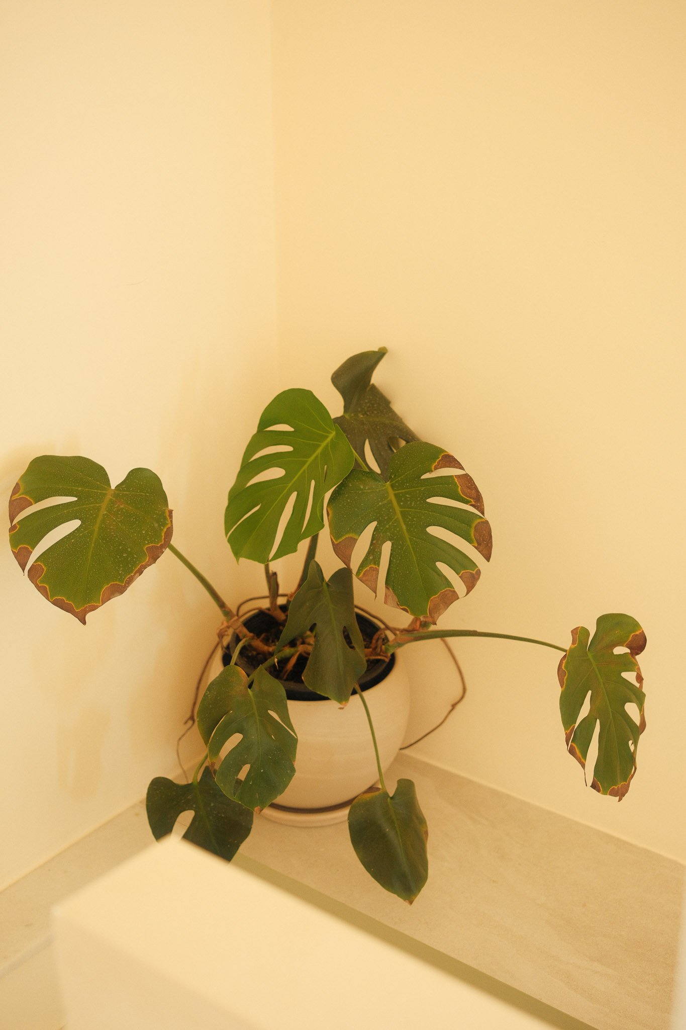 HomeInProtorgia-01.jpg