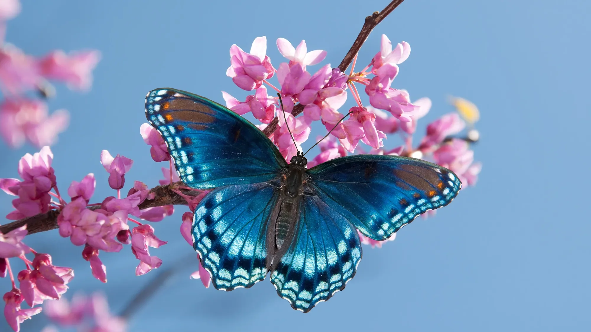 The Butterfly Effects of Publicity