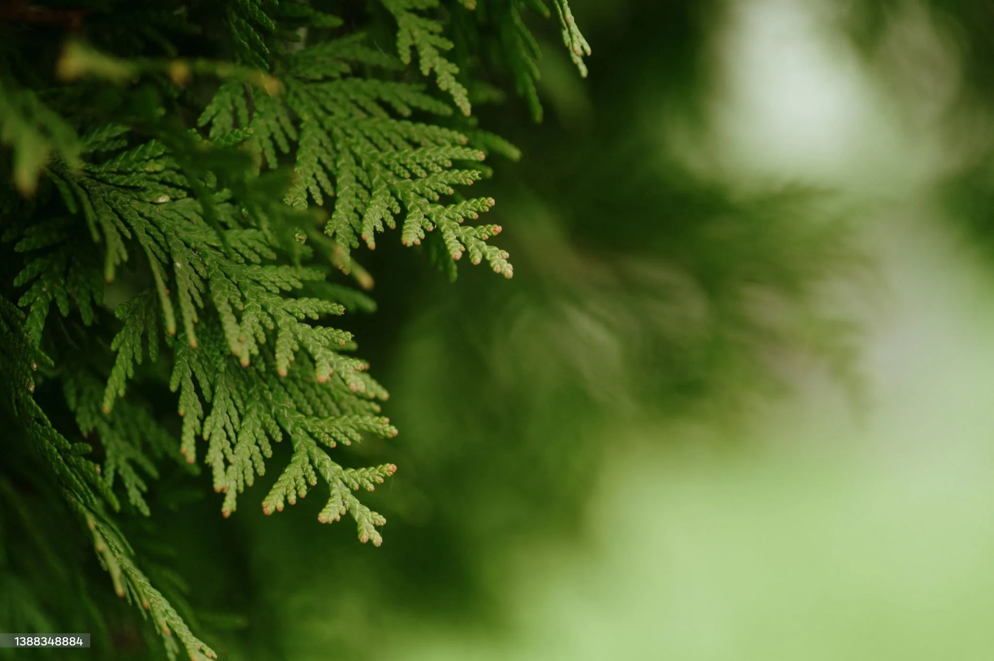 Canyon Lumber Co Ltd