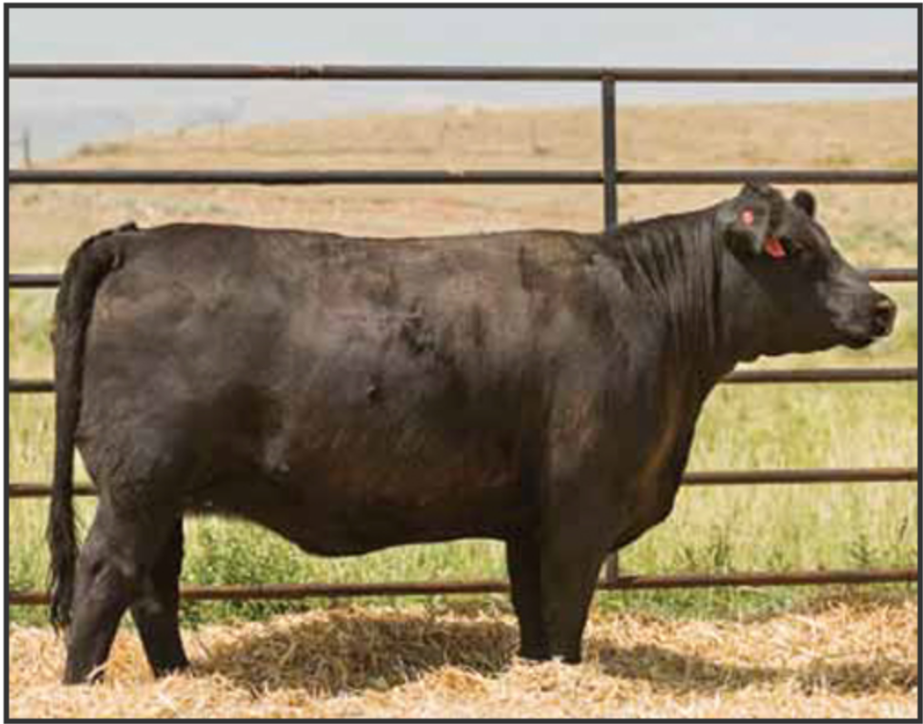 MCR Lasting Memory picture.PNG