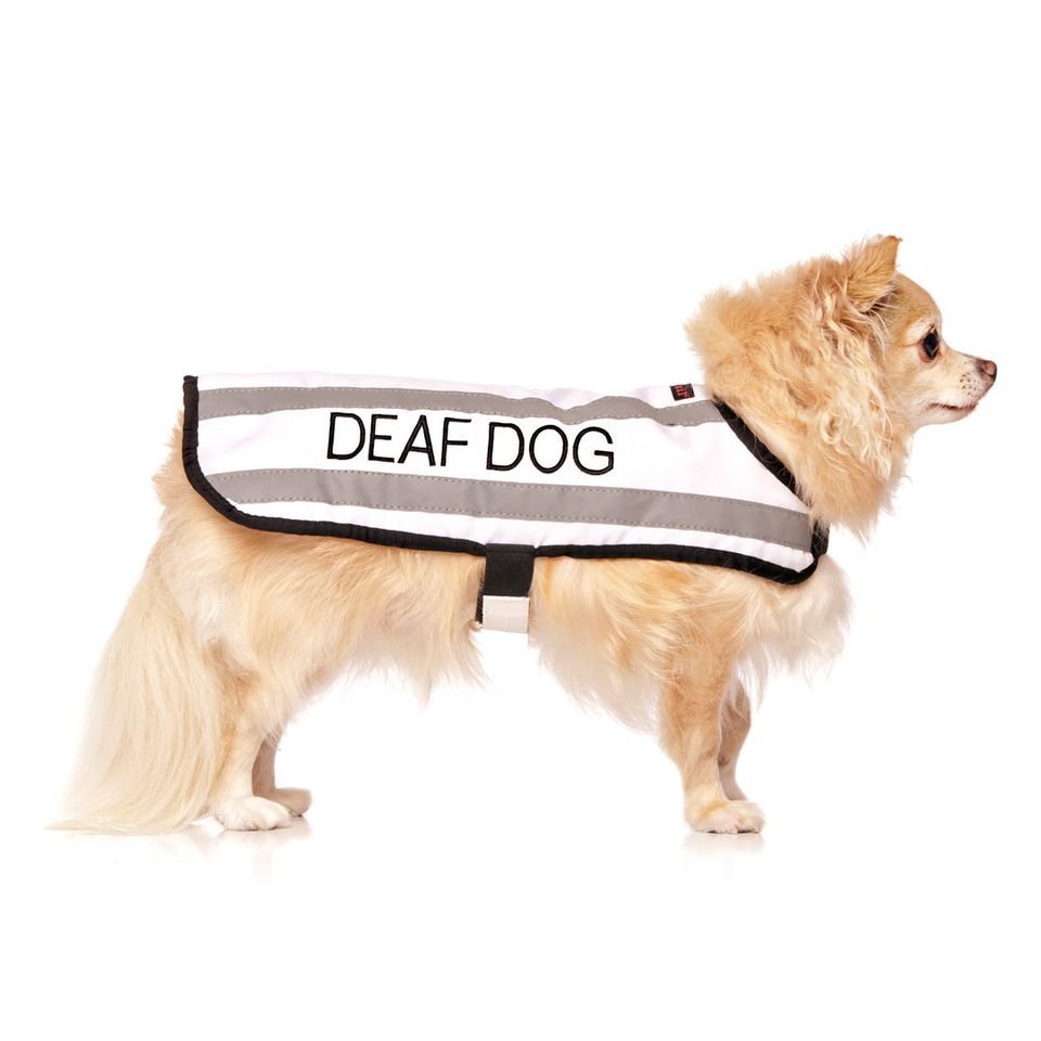 DD s -coat.jpeg