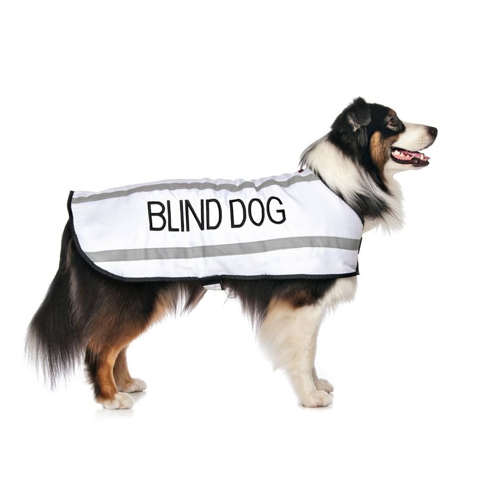 Blind Dog Coat.jpeg