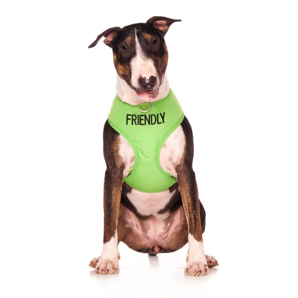 Friendly - L - AVH.jpeg