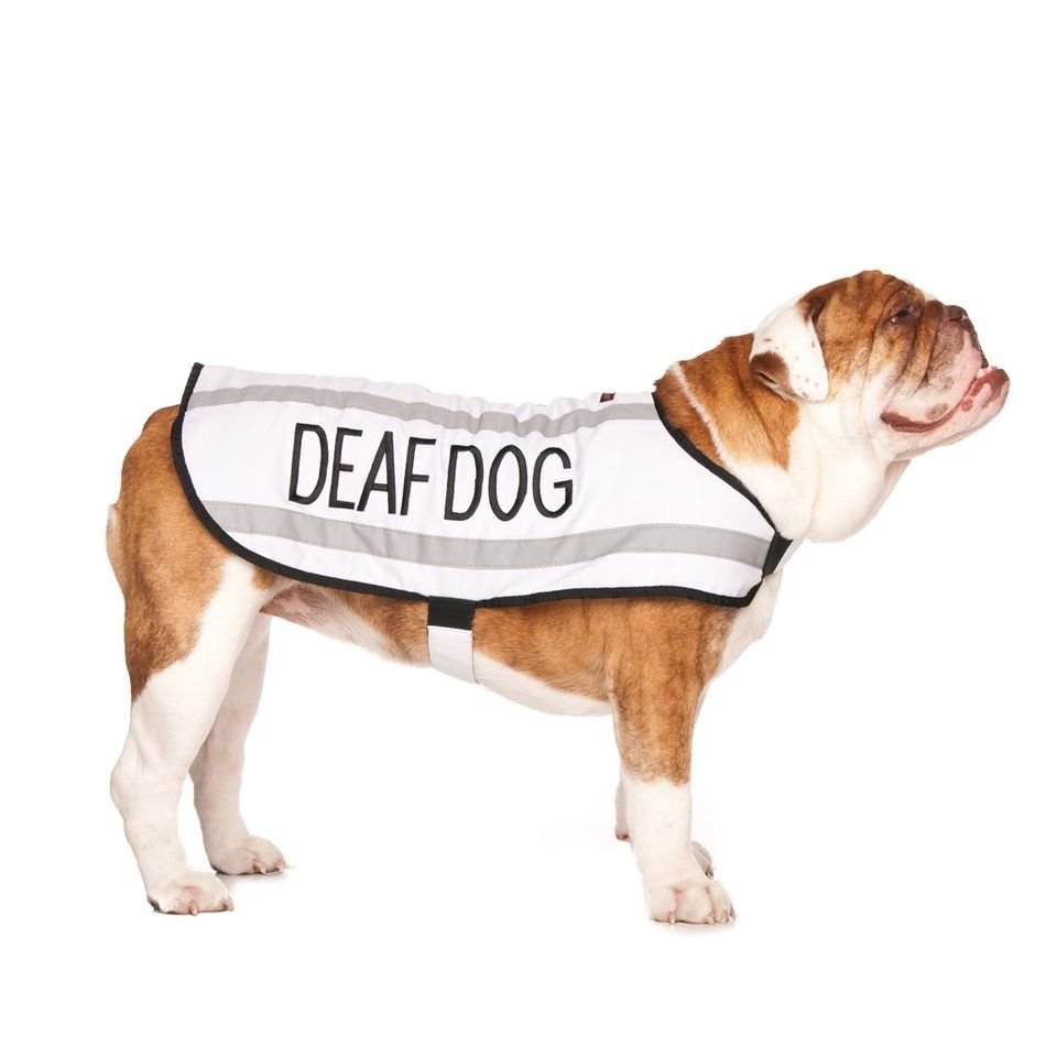 DD - m - coat.jpeg